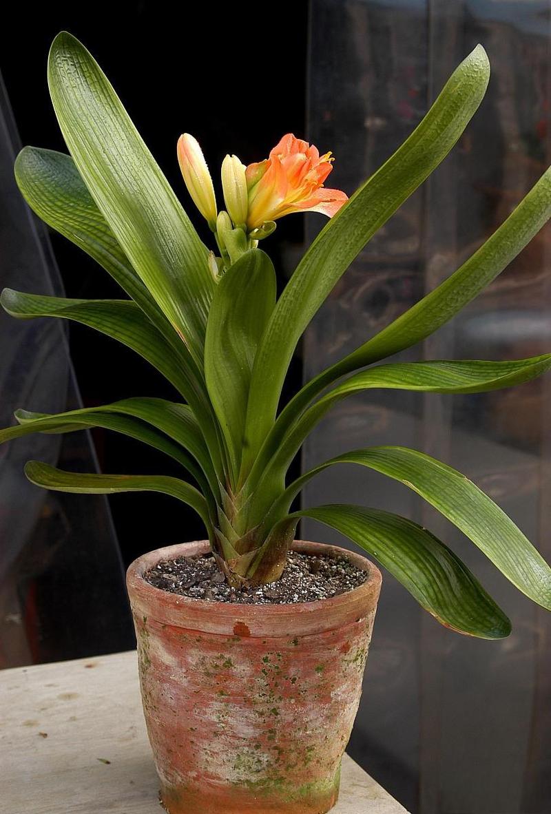 君子兰多久浇一次水？君子兰花浇水口诀？-第4张图片-优品飞百科