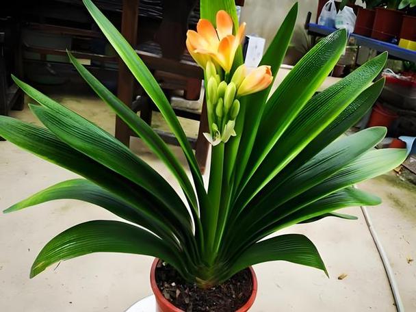 君子兰多久浇一次水？君子兰花浇水口诀？-第5张图片-优品飞百科