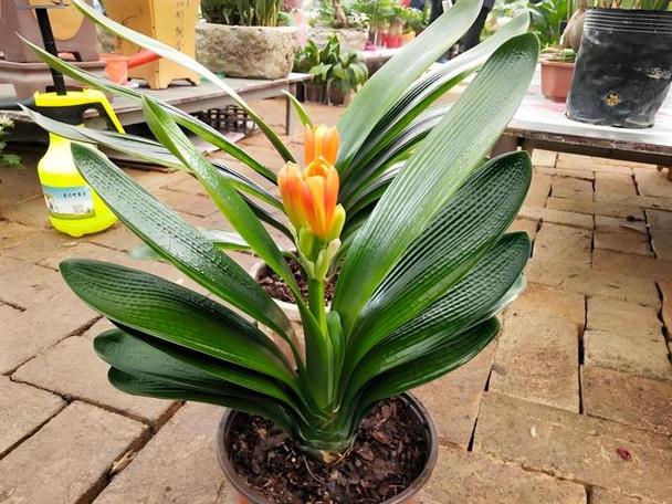 君子兰多久浇一次水？君子兰花浇水口诀？-第7张图片-优品飞百科