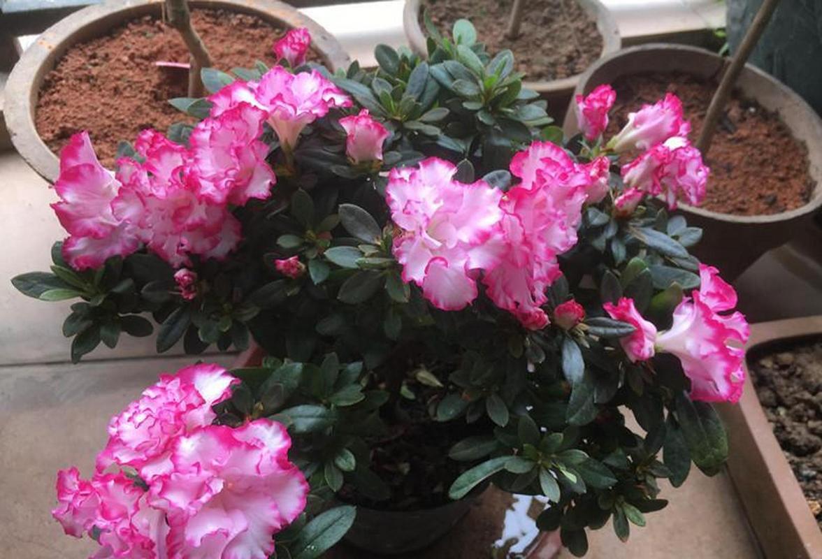 西洋鹃怎么浇水，西洋鹃怎样过冬？