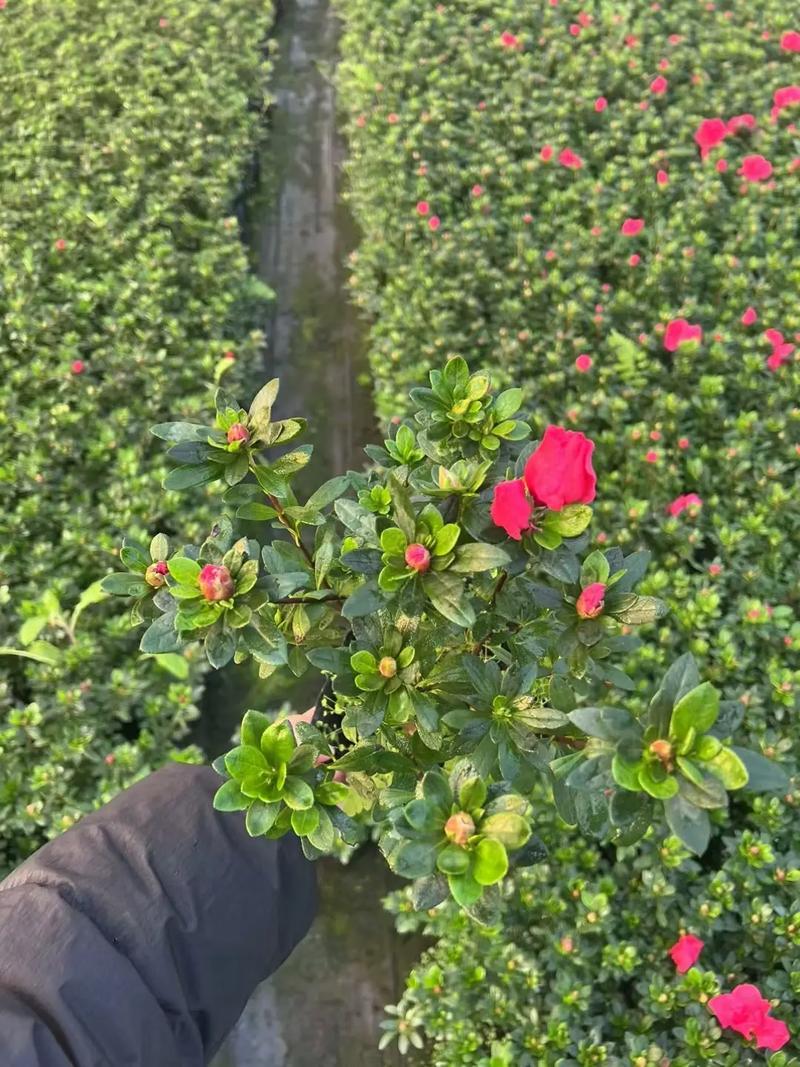 西洋鹃怎么浇水，西洋鹃怎样过冬？-第4张图片-优品飞百科