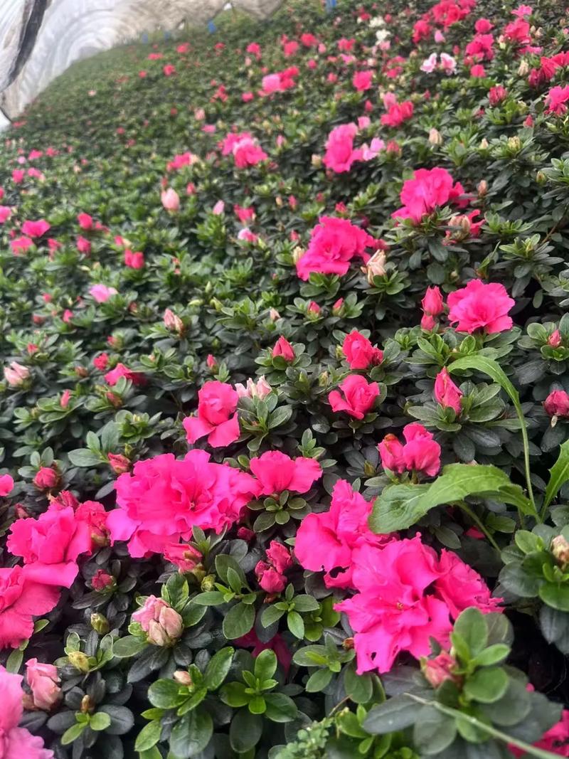 西洋鹃怎么浇水，西洋鹃怎样过冬？-第3张图片-优品飞百科