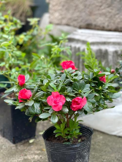 西洋鹃怎么浇水，西洋鹃怎样过冬？-第5张图片-优品飞百科