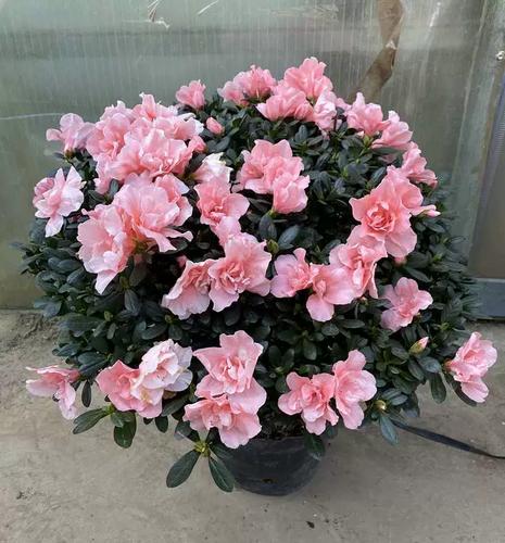 西洋鹃怎么浇水，西洋鹃怎样过冬？-第6张图片-优品飞百科