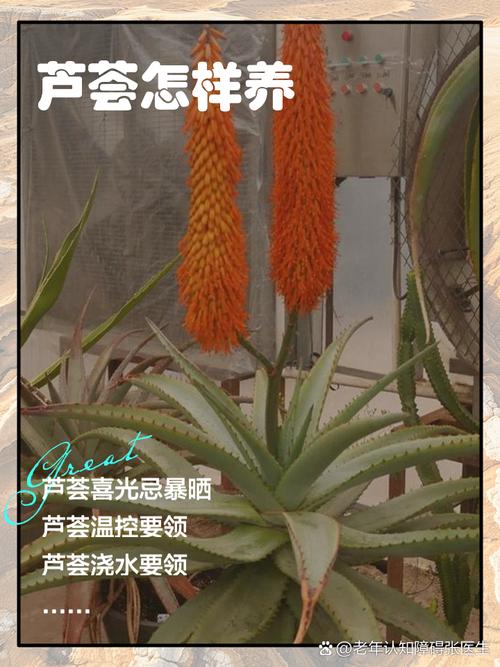 芦荟怎么繁殖，芦荟怎么繁殖后代？