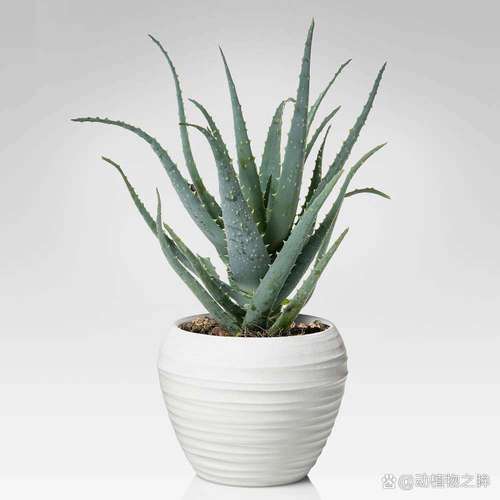 芦荟怎么繁殖，芦荟怎么繁殖后代？-第2张图片-优品飞百科