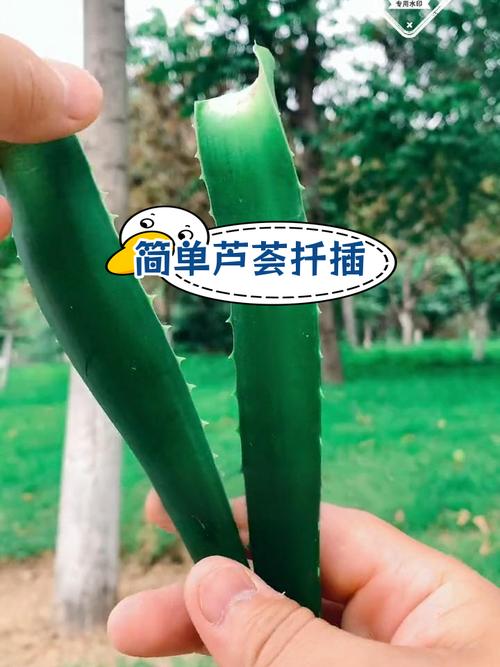 芦荟怎么繁殖，芦荟怎么繁殖后代？-第4张图片-优品飞百科