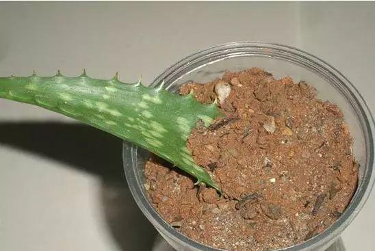 芦荟怎么繁殖，芦荟怎么繁殖后代？-第5张图片-优品飞百科