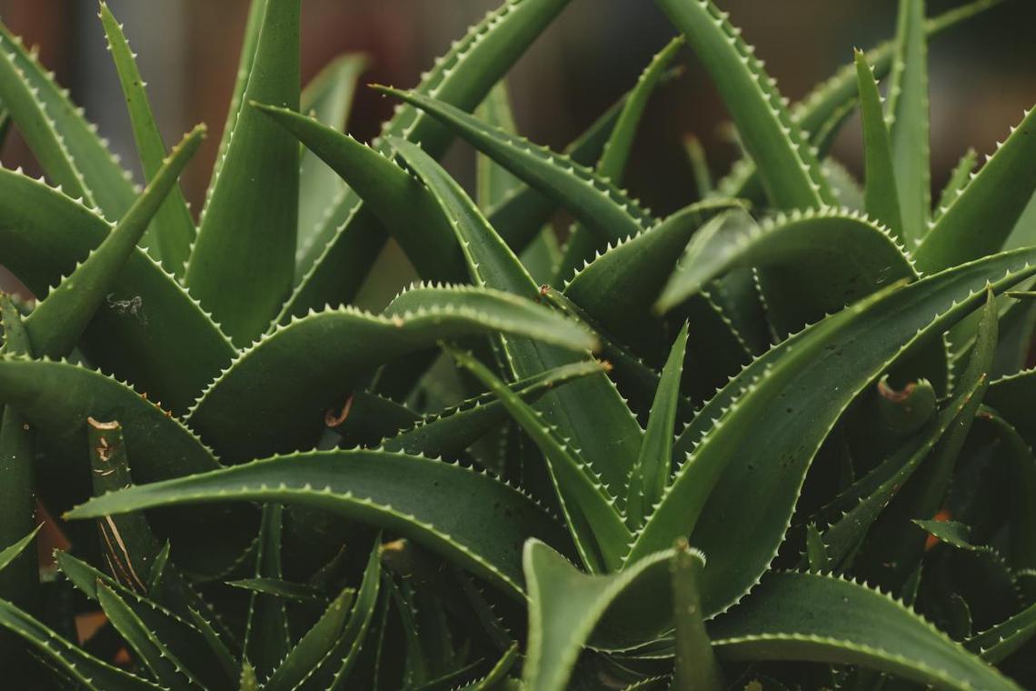 芦荟怎么繁殖，芦荟怎么繁殖后代？-第6张图片-优品飞百科