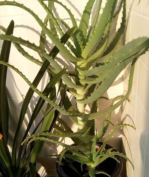 芦荟怎么繁殖，芦荟怎么繁殖后代？-第7张图片-优品飞百科