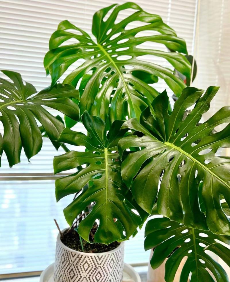 龟背竹浇水要浇透吗，龟背竹浇水需要浇透吗