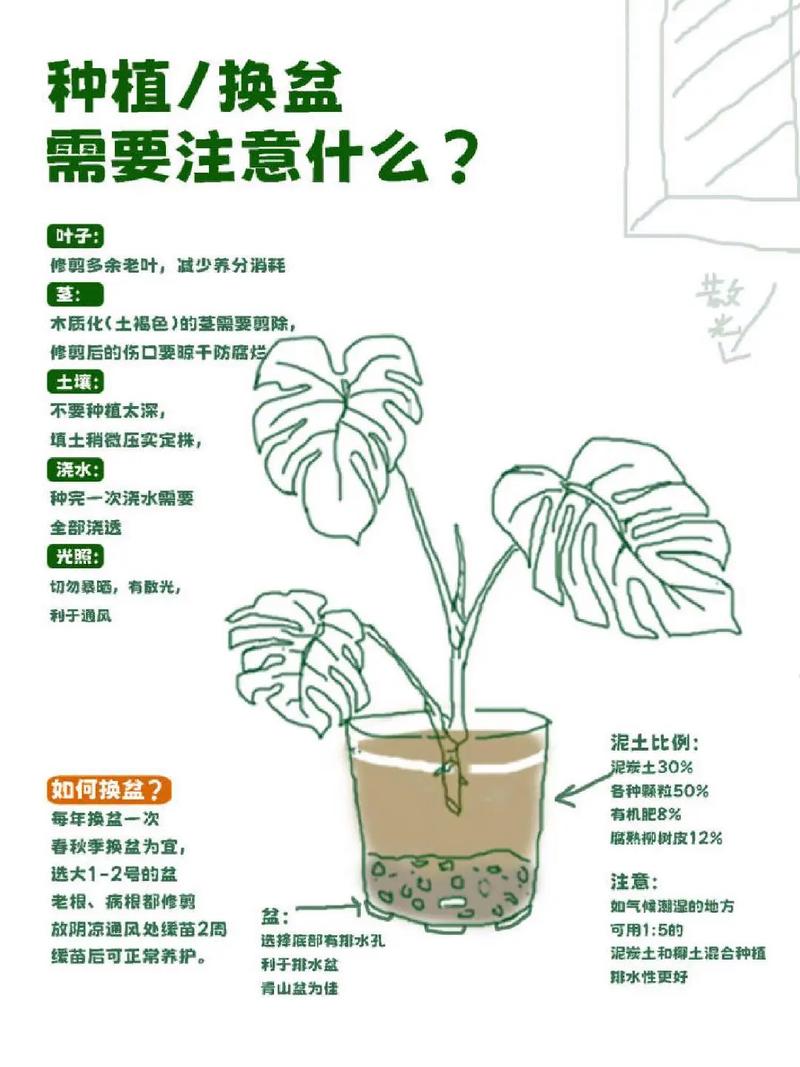 龟背竹浇水要浇透吗，龟背竹浇水需要浇透吗-第2张图片-优品飞百科