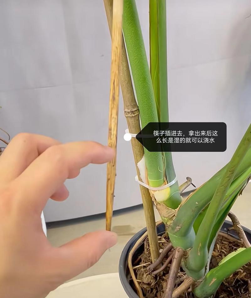 龟背竹浇水要浇透吗，龟背竹浇水需要浇透吗-第4张图片-优品飞百科