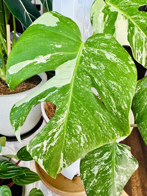 龟背竹浇水要浇透吗，龟背竹浇水需要浇透吗-第5张图片-优品飞百科