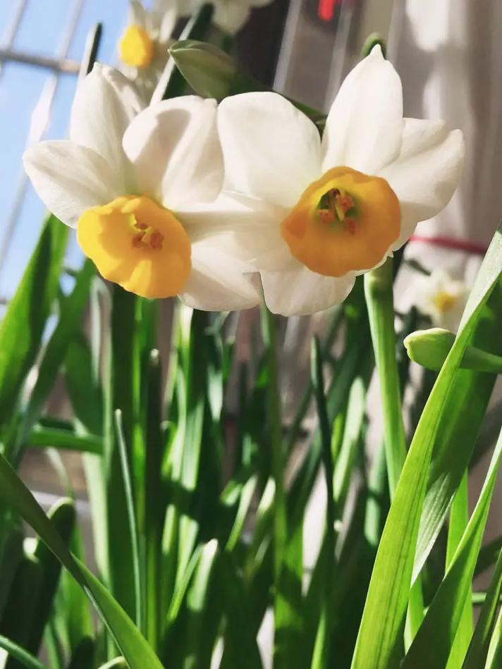 水仙花怎么浇水？水仙花浇水要多少毫升？