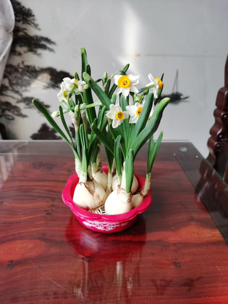 水仙花怎么浇水?水仙花浇水要多少毫升?-第2张图片-优品飞百科 水仙花怎么浇水?水仙花浇水要多少毫升?-第2张图片-优品飞百科