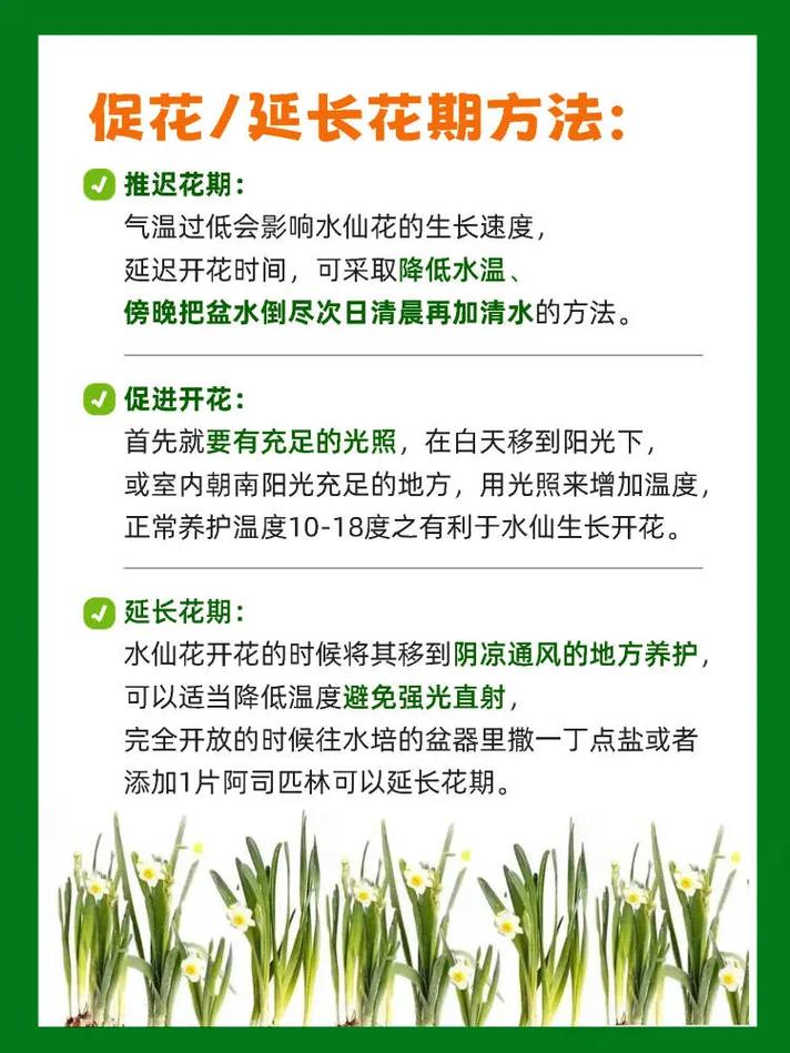 水仙花怎么浇水?水仙花浇水要多少毫升?-第3张图片-优品飞百科 水仙花怎么浇水?水仙花浇水要多少毫升?-第3张图片-优品飞百科