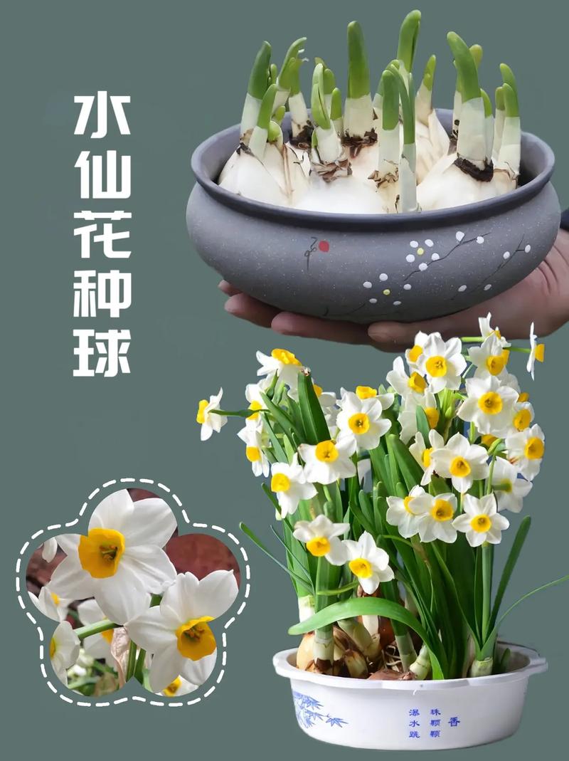 水仙花怎么浇水?水仙花浇水要多少毫升?-第4张图片-优品飞百科 水仙花怎么浇水?水仙花浇水要多少毫升?-第4张图片-优品飞百科