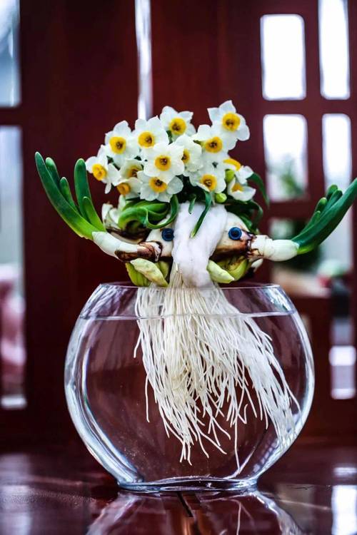 水仙花怎么浇水?水仙花浇水要多少毫升?-第5张图片-优品飞百科 水仙花怎么浇水?水仙花浇水要多少毫升?-第5张图片-优品飞百科