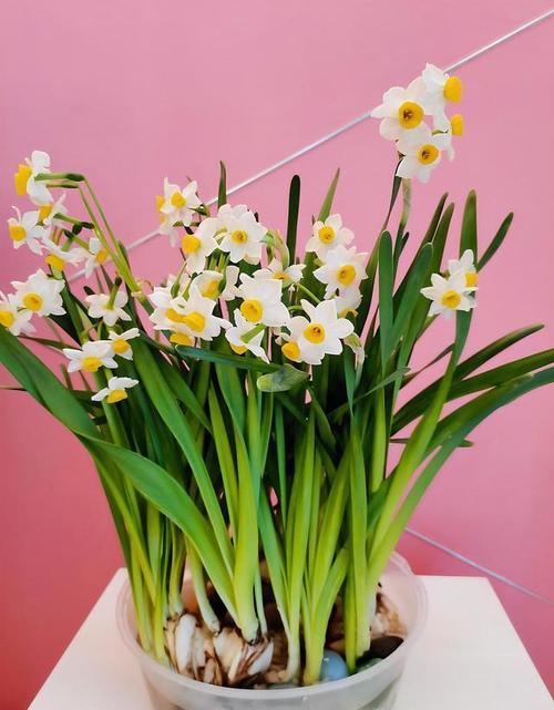 水仙花怎么浇水?水仙花浇水要多少毫升?-第6张图片-优品飞百科 水仙花怎么浇水?水仙花浇水要多少毫升?-第6张图片-优品飞百科