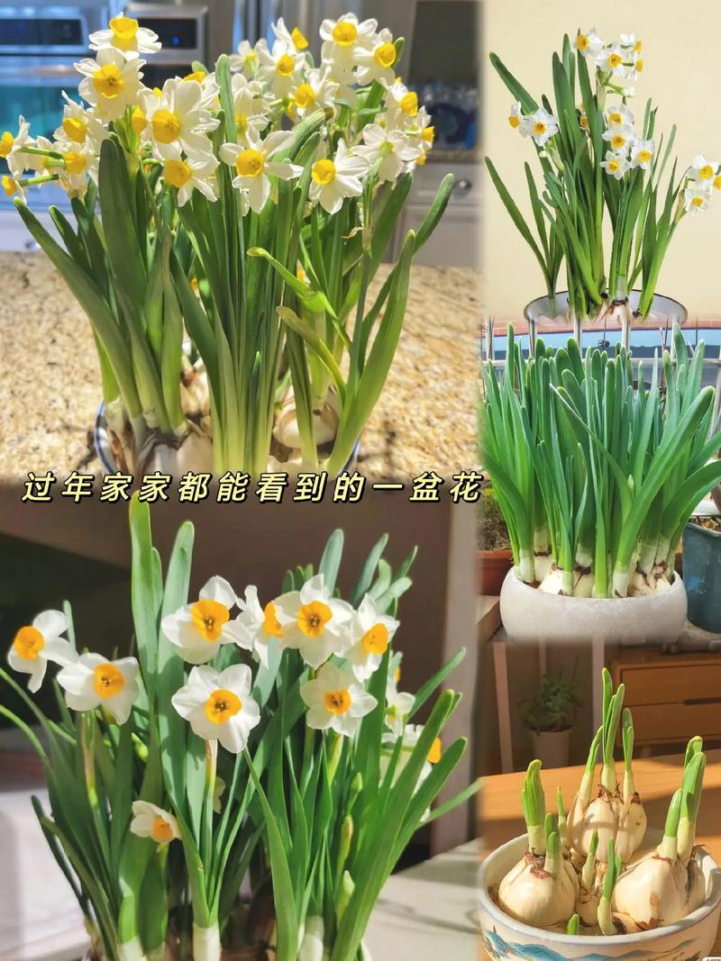 水仙花怎么浇水?水仙花浇水要多少毫升?-第7张图片-优品飞百科 水仙花怎么浇水?水仙花浇水要多少毫升?-第7张图片-优品飞百科