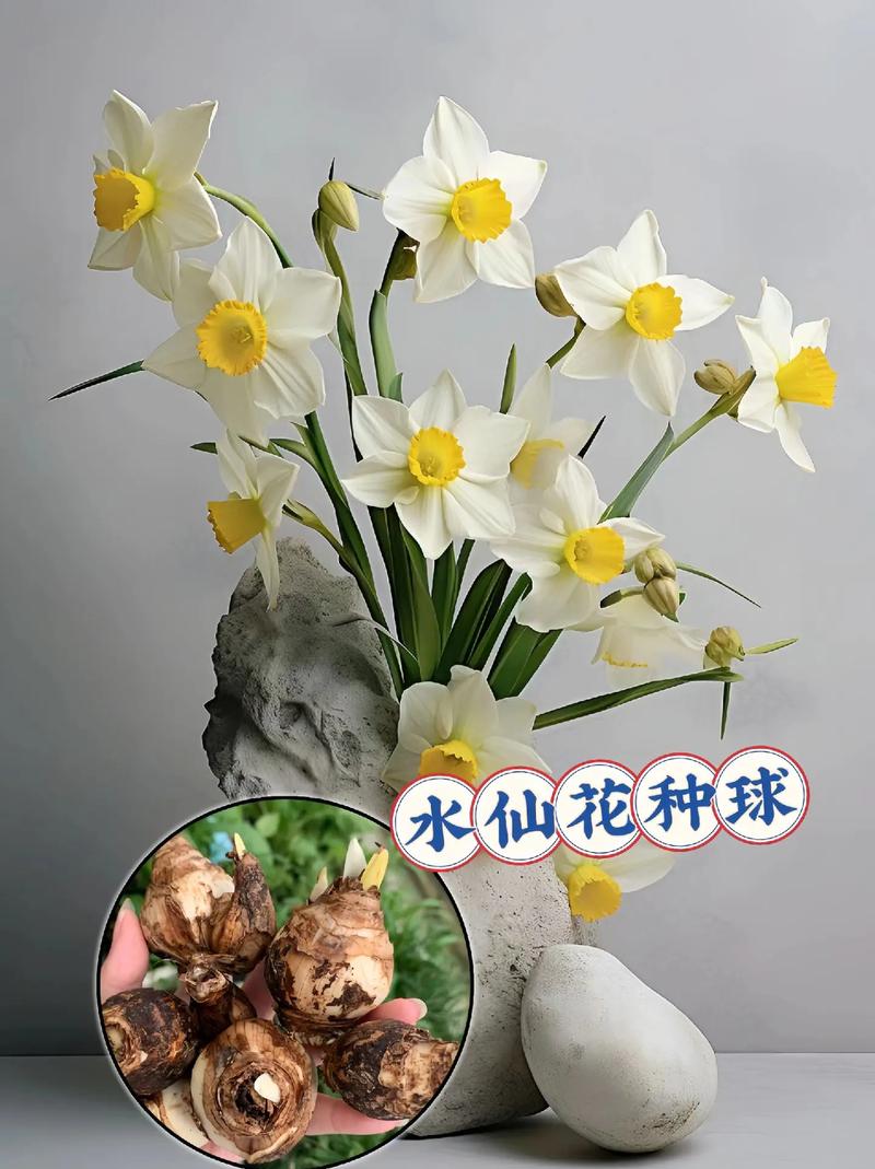 水仙花怎么浇水?水仙花浇水要多少毫升?-第8张图片-优品飞百科 水仙花怎么浇水?水仙花浇水要多少毫升?-第8张图片-优品飞百科