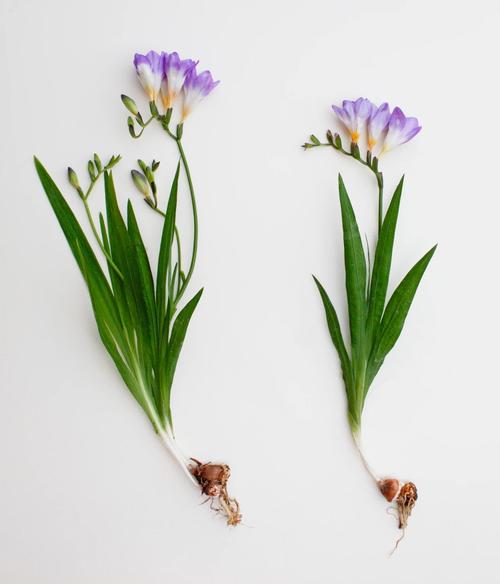 香雪兰可以剪叶子吗，香雪兰的叶子可以修剪吗？-第2张图片-优品飞百科