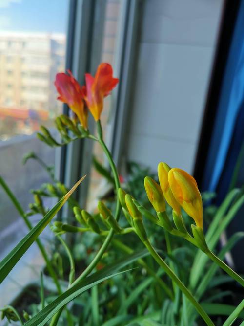 香雪兰可以剪叶子吗，香雪兰的叶子可以修剪吗？-第3张图片-优品飞百科