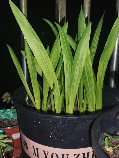 香雪兰可以剪叶子吗，香雪兰的叶子可以修剪吗？-第4张图片-优品飞百科