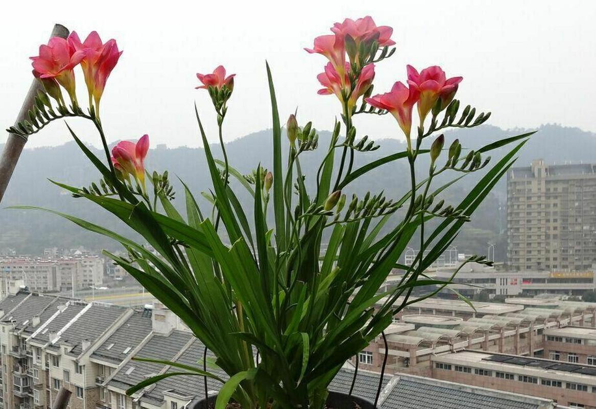 香雪兰可以剪叶子吗，香雪兰的叶子可以修剪吗？-第5张图片-优品飞百科