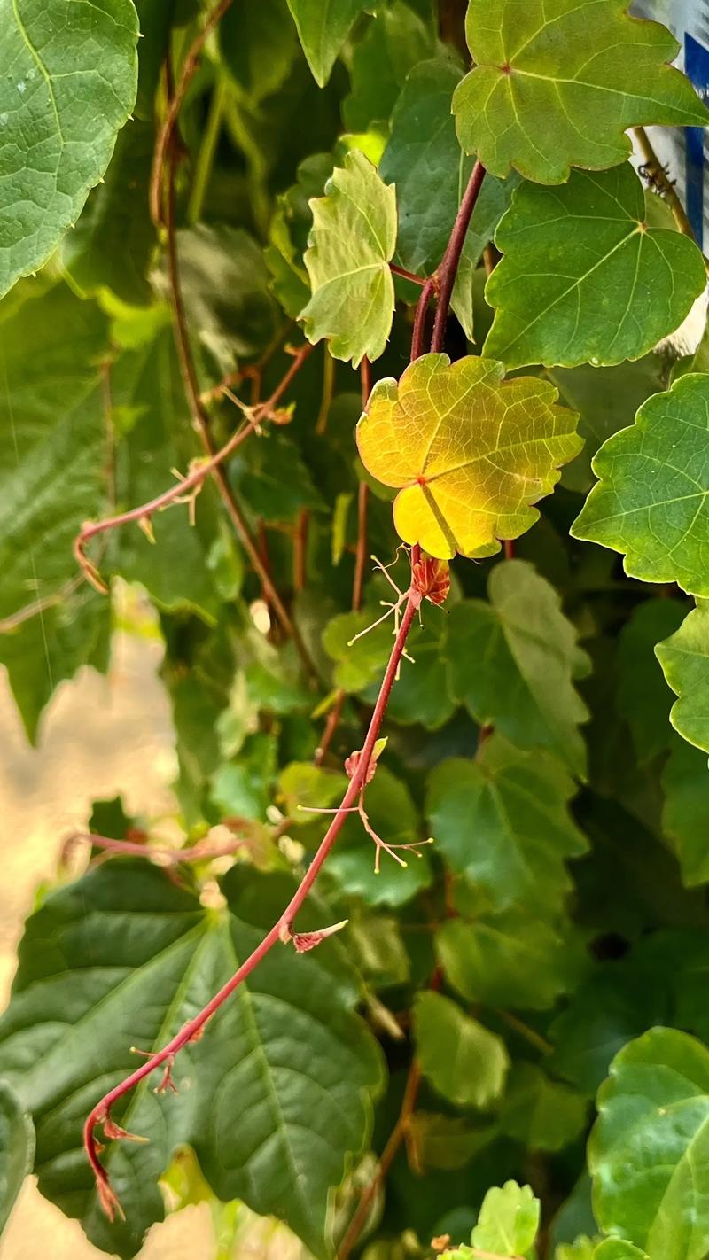 新买的爬山虎怎么养,爬山虎怎么养能活-第4张图片-优品飞百科 新买的爬山虎怎么养,爬山虎怎么养能活-第4张图片-优品飞百科