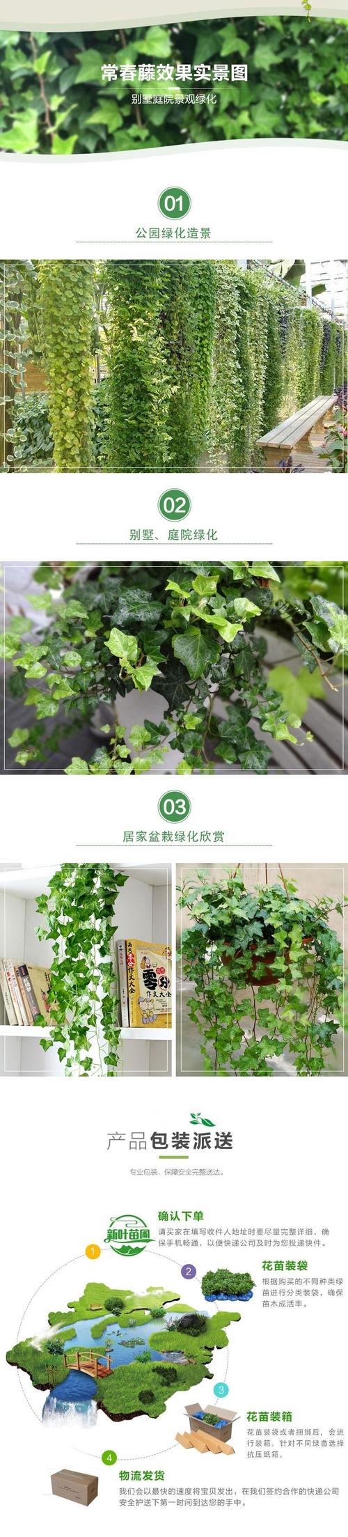 新买的爬山虎怎么养,爬山虎怎么养能活-第3张图片-优品飞百科 新买的爬山虎怎么养,爬山虎怎么养能活-第3张图片-优品飞百科