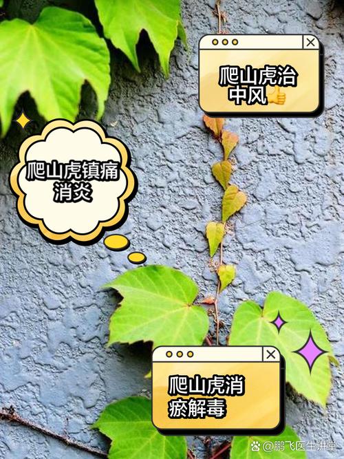 新买的爬山虎怎么养,爬山虎怎么养能活-第5张图片-优品飞百科 新买的爬山虎怎么养,爬山虎怎么养能活-第5张图片-优品飞百科