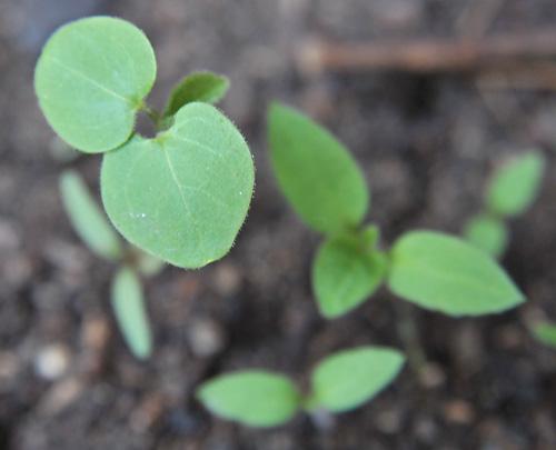 新买的爬山虎怎么养,爬山虎怎么养能活-第6张图片-优品飞百科 新买的爬山虎怎么养,爬山虎怎么养能活-第6张图片-优品飞百科