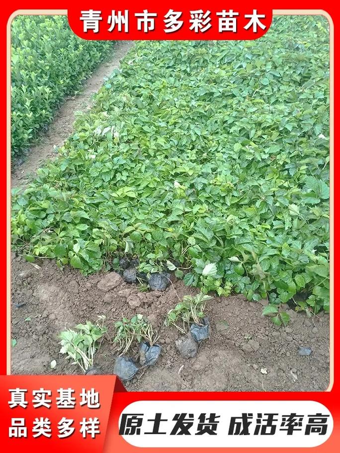 新买的爬山虎怎么养,爬山虎怎么养能活-第7张图片-优品飞百科 新买的爬山虎怎么养,爬山虎怎么养能活-第7张图片-优品飞百科