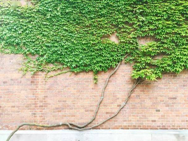 新买的爬山虎怎么养,爬山虎怎么养能活-第8张图片-优品飞百科 新买的爬山虎怎么养,爬山虎怎么养能活-第8张图片-优品飞百科