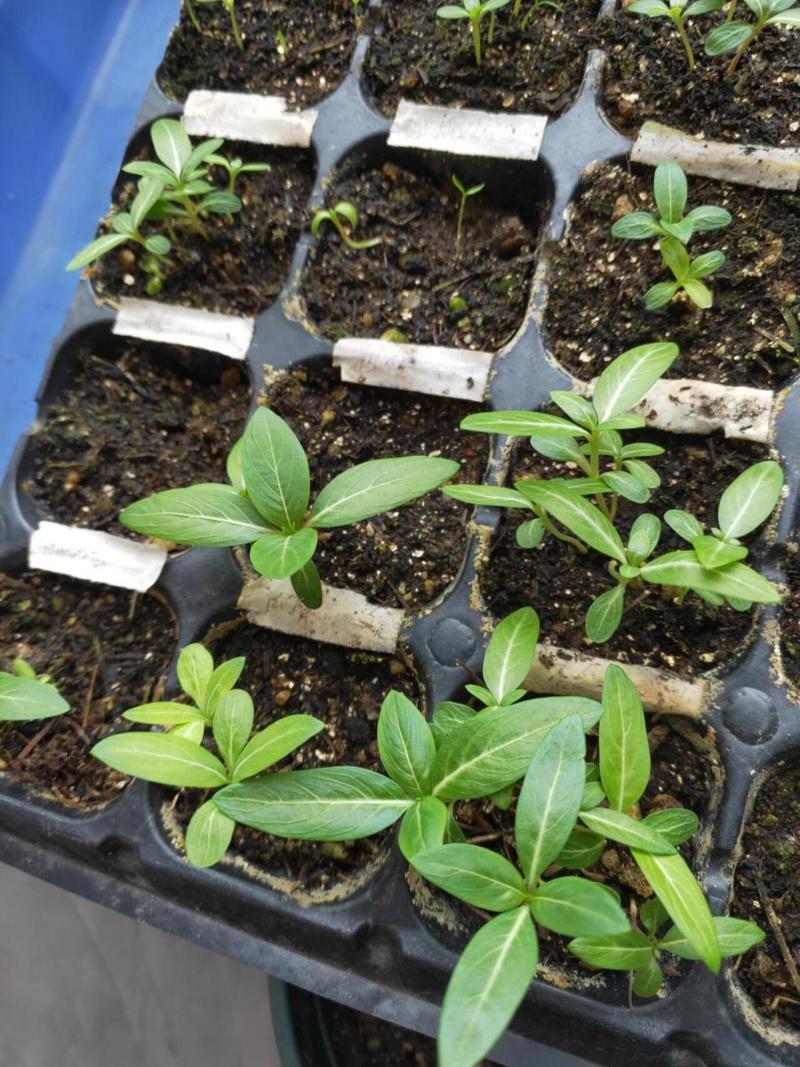 长春花换盆注意事项？长春花换盆注意事项有哪些？