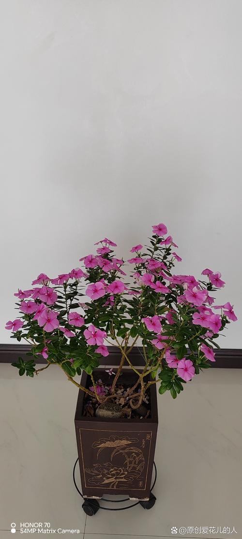 长春花换盆注意事项？长春花换盆注意事项有哪些？-第3张图片-优品飞百科