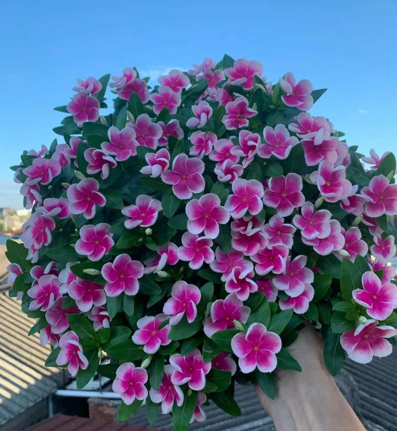 长春花换盆注意事项？长春花换盆注意事项有哪些？-第4张图片-优品飞百科