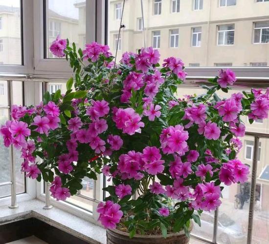 长春花换盆注意事项？长春花换盆注意事项有哪些？-第5张图片-优品飞百科