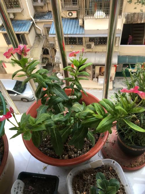 长春花换盆注意事项？长春花换盆注意事项有哪些？-第6张图片-优品飞百科