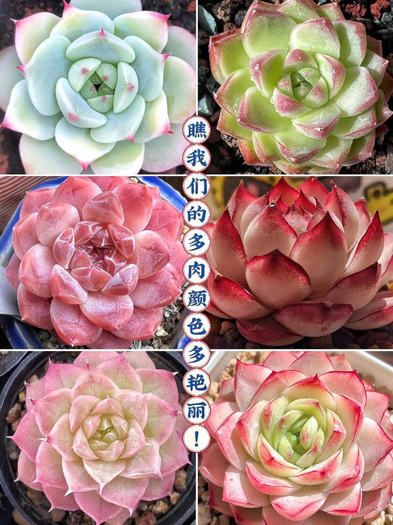 养多肉沙子和土的比例，养多肉沙子和土的比例多少合适？