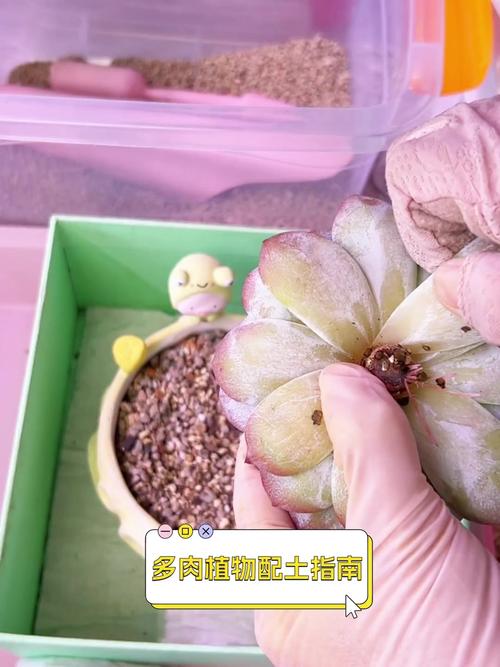 养多肉沙子和土的比例，养多肉沙子和土的比例多少合适？-第2张图片-优品飞百科