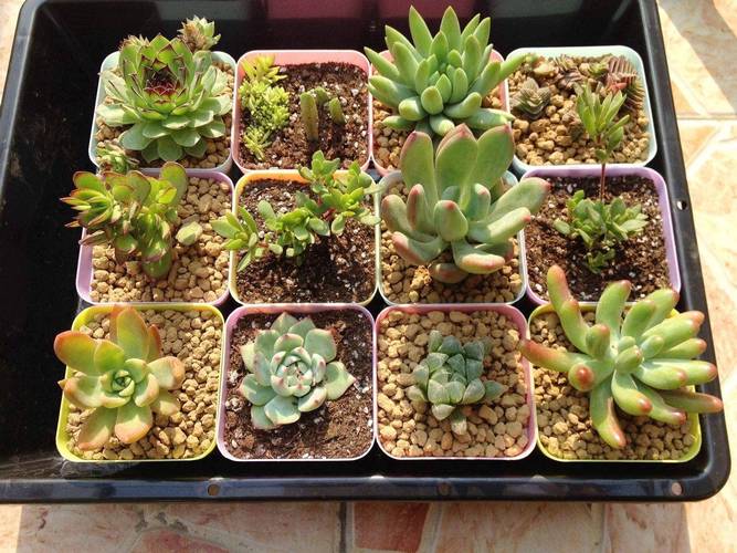 养多肉沙子和土的比例，养多肉沙子和土的比例多少合适？-第3张图片-优品飞百科