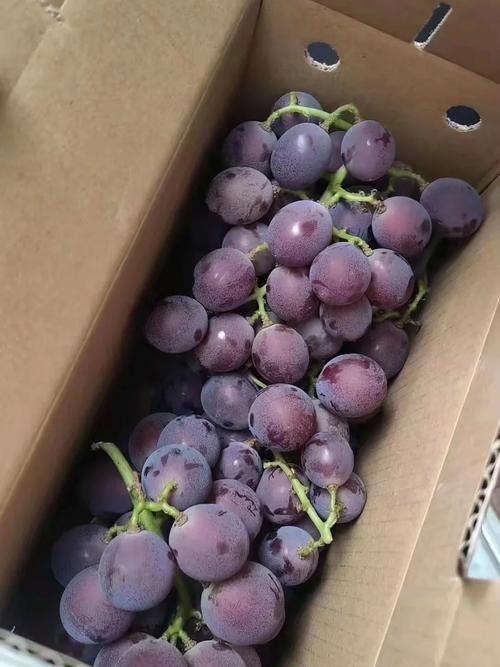 三年葡萄树冬季修剪，冬季葡萄树修剪最佳时间及修剪方法？