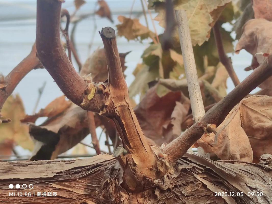 三年葡萄树冬季修剪，冬季葡萄树修剪最佳时间及修剪方法？-第2张图片-优品飞百科