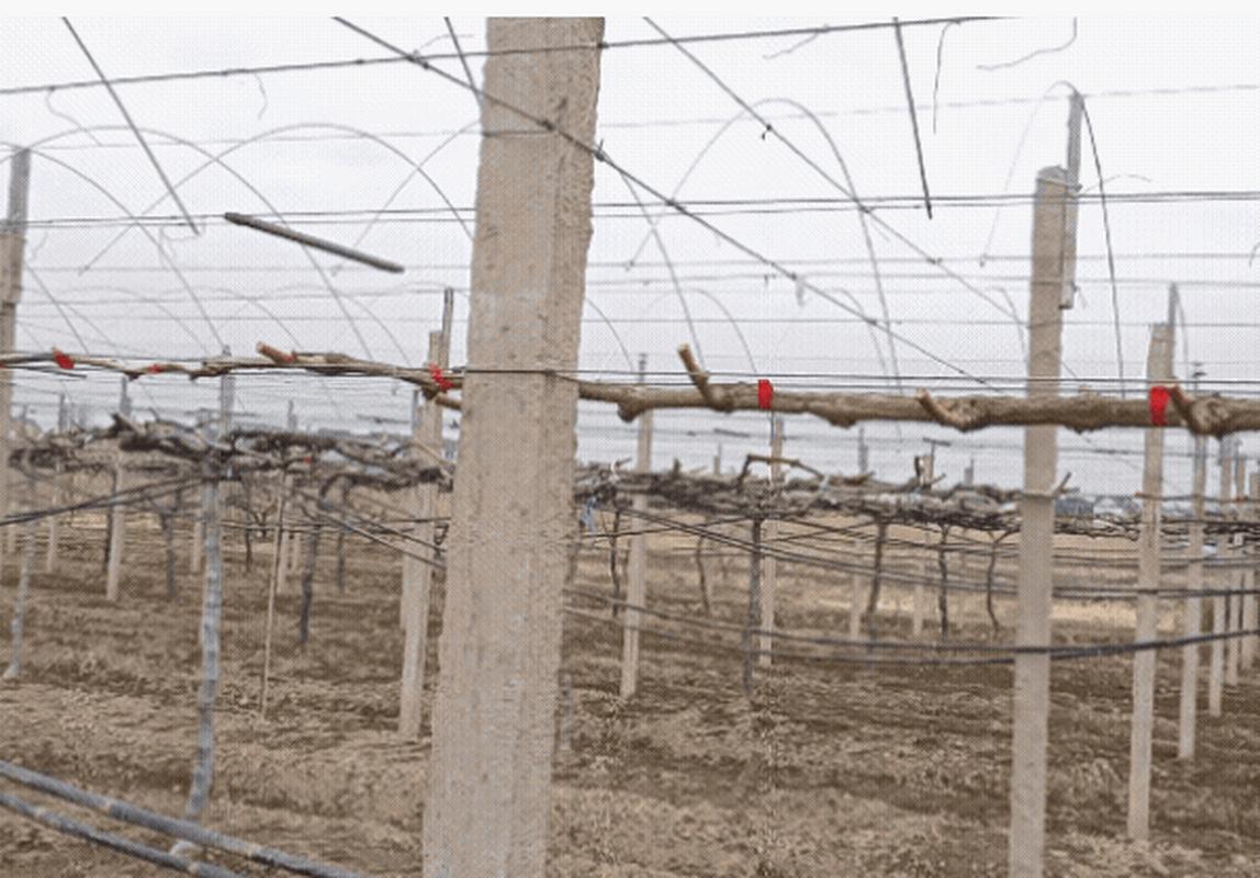 三年葡萄树冬季修剪，冬季葡萄树修剪最佳时间及修剪方法？-第3张图片-优品飞百科