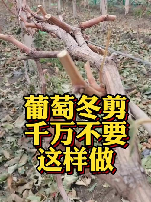 三年葡萄树冬季修剪，冬季葡萄树修剪最佳时间及修剪方法？-第4张图片-优品飞百科