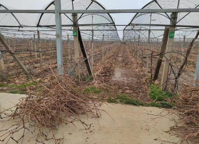 三年葡萄树冬季修剪，冬季葡萄树修剪最佳时间及修剪方法？-第5张图片-优品飞百科