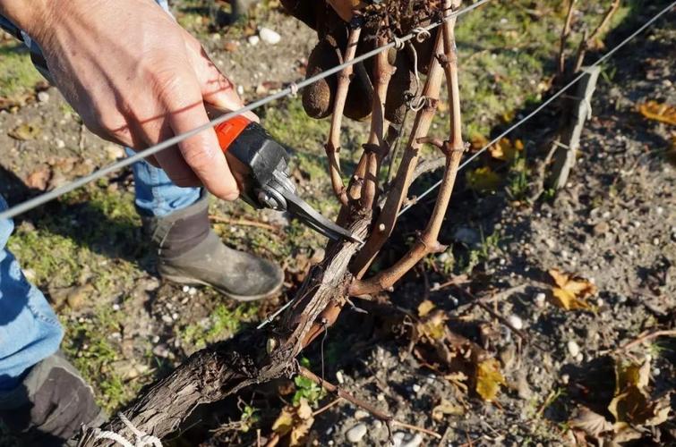 三年葡萄树冬季修剪，冬季葡萄树修剪最佳时间及修剪方法？-第6张图片-优品飞百科